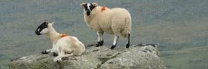 Dartmoor Plants & Wildlife