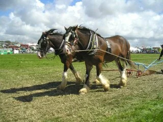 Honiton Agricultural Show