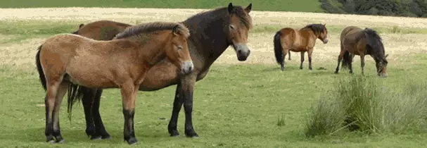 Exmoor ponies